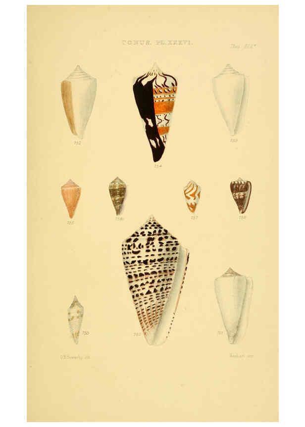 Reproducción/Reproduction 6102862645: Thesaurus conchyliorum, or, Monographs of genera of shells v.5 plates. London :Sowerby ...,1847-1887