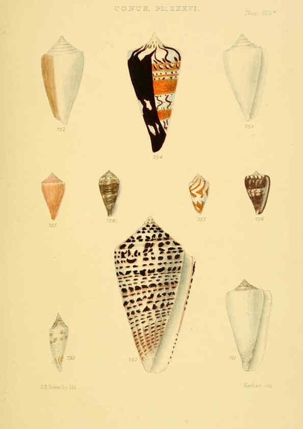 Reproducción/Reproduction 6102862645: Thesaurus conchyliorum, or, Monographs of genera of shells v.5 plates. London :Sowerby ...,1847-1887