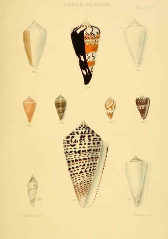 Reproducción/Reproduction 6102862645: Thesaurus conchyliorum, or, Monographs of genera of shells v.5 plates. London :Sowerby ...,1847-1887