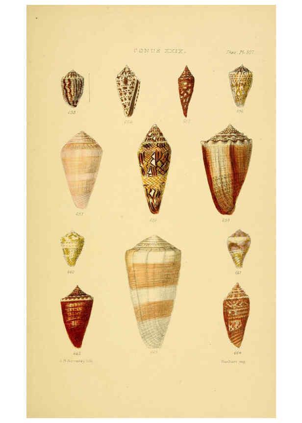 Reproducción/Reproduction 6103407682: Thesaurus conchyliorum, or, Monographs of genera of shells v.5 plates. London :Sowerby ...,1847-1887