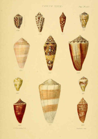 Reproducción/Reproduction 6103407682: Thesaurus conchyliorum, or, Monographs of genera of shells v.5 plates. London :Sowerby ...,1847-1887