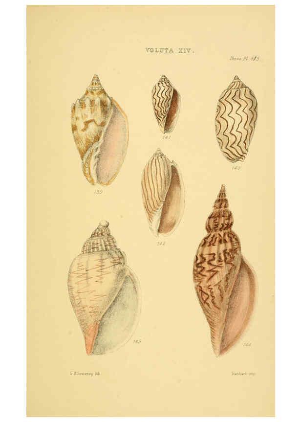 Reproducción/Reproduction 6102862847: Thesaurus conchyliorum, or, Monographs of genera of shells v.5 plates. London :Sowerby ...,1847-1887