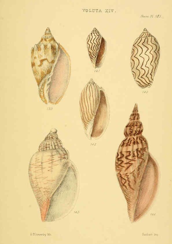 Reproducción/Reproduction 6102862847: Thesaurus conchyliorum, or, Monographs of genera of shells v.5 plates. London :Sowerby ...,1847-1887
