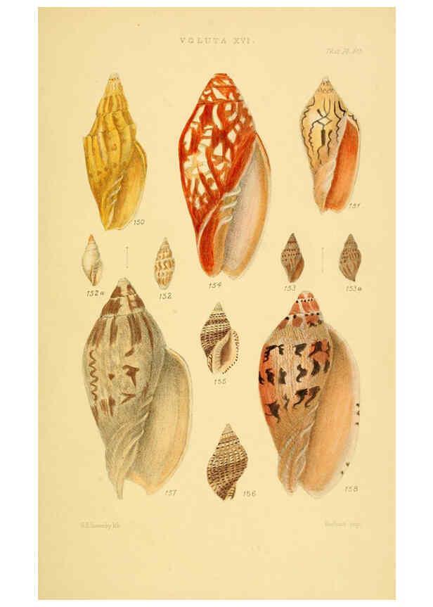 Reproducción/Reproduction 6103409762: Thesaurus conchyliorum, or, Monographs of genera of shells v.5 plates. London :Sowerby ...,1847-1887