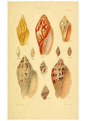 Reproducción/Reproduction 6103409762: Thesaurus conchyliorum, or, Monographs of genera of shells v.5 plates. London :Sowerby ...,1847-1887