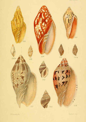 Reproducción/Reproduction 6103409762: Thesaurus conchyliorum, or, Monographs of genera of shells v.5 plates. London :Sowerby ...,1847-1887