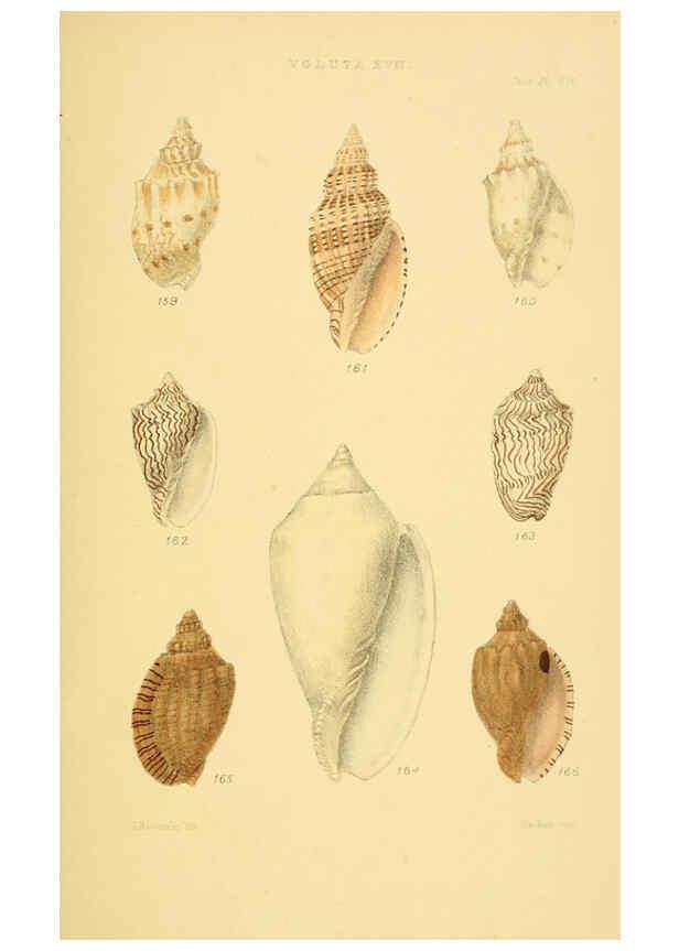 Reproducción/Reproduction 6102863775: Thesaurus conchyliorum, or, Monographs of genera of shells v.5 plates. London :Sowerby ...,1847-1887