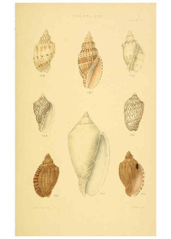 Reproducción/Reproduction 6102863775: Thesaurus conchyliorum, or, Monographs of genera of shells v.5 plates. London :Sowerby ...,1847-1887