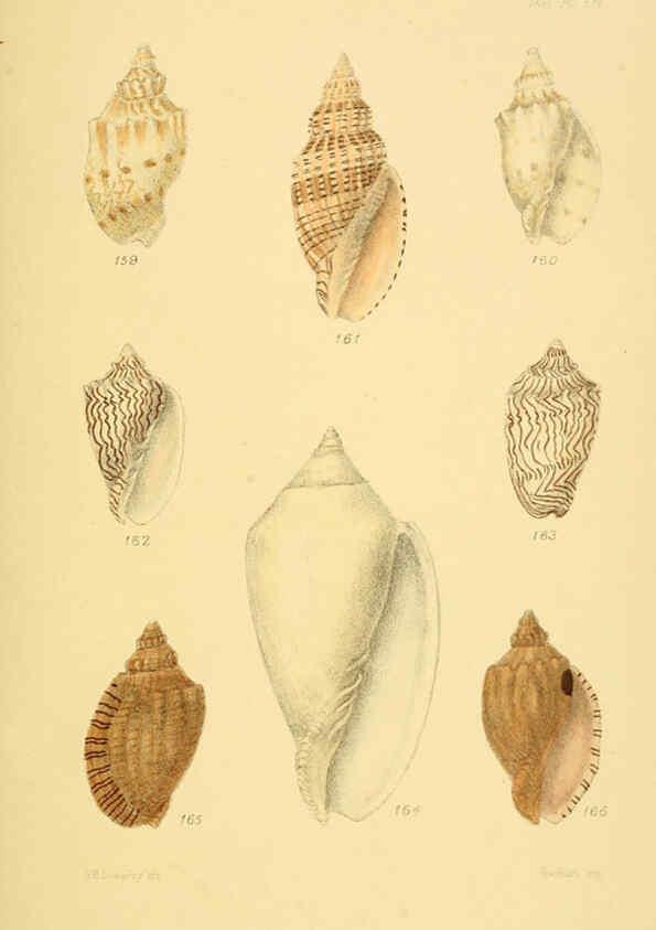 Reproducción/Reproduction 6102863775: Thesaurus conchyliorum, or, Monographs of genera of shells v.5 plates. London :Sowerby ...,1847-1887