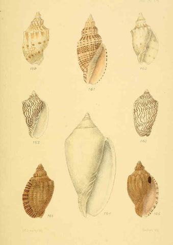 Reproducción/Reproduction 6102863775: Thesaurus conchyliorum, or, Monographs of genera of shells v.5 plates. London :Sowerby ...,1847-1887
