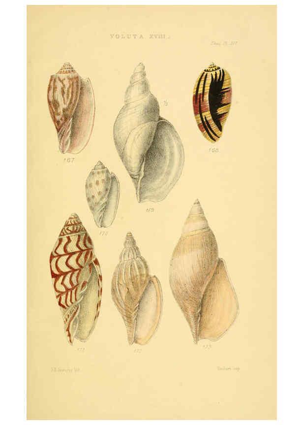 Reproducción/Reproduction 6103410112: Thesaurus conchyliorum, or, Monographs of genera of shells v.5 plates. London :Sowerby ...,1847-1887
