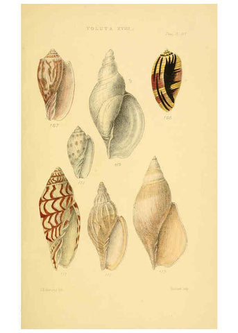 Reproducción/Reproduction 6103410112: Thesaurus conchyliorum, or, Monographs of genera of shells v.5 plates. London :Sowerby ...,1847-1887