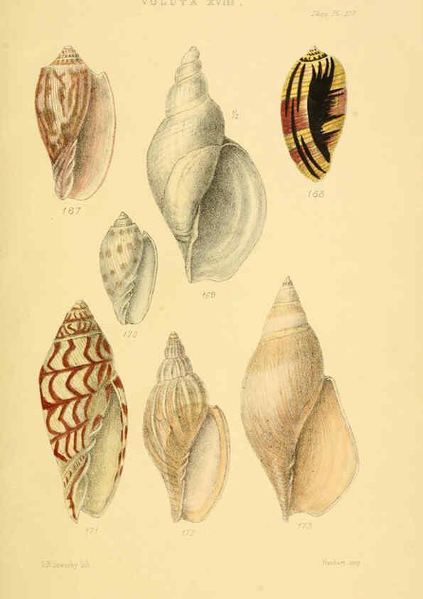 Reproducción/Reproduction 6103410112: Thesaurus conchyliorum, or, Monographs of genera of shells v.5 plates. London :Sowerby ...,1847-1887