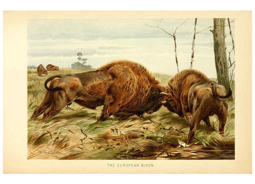 Reproducción/Reproduction 6103357875: The royal natural history. v2. sect.3 London,F. Warne,1893-1896