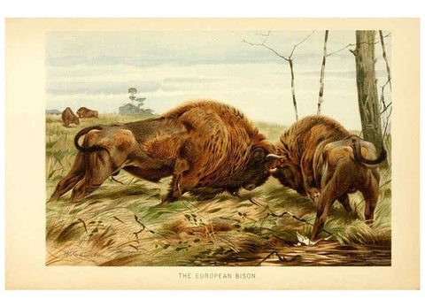 Reproducción/Reproduction 6103357875: The royal natural history. v2. sect.3 London,F. Warne,1893-1896