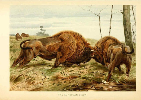 Reproducción/Reproduction 6103357875: The royal natural history. v2. sect.3 London,F. Warne,1893-1896