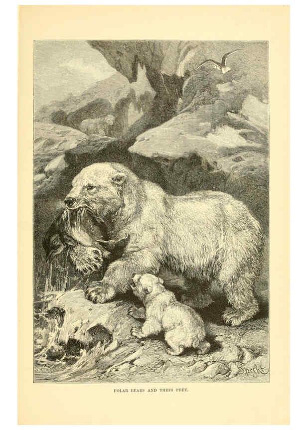 Reproducción/Reproduction 6103358139: The royal natural history. v2. sect.3 London,F. Warne,1893-1896