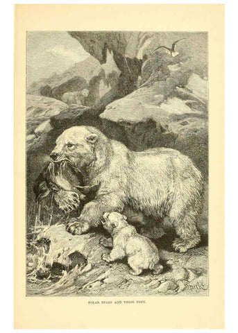 Reproducción/Reproduction 6103358139: The royal natural history. v2. sect.3 London,F. Warne,1893-1896