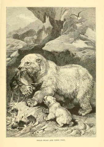 Reproducción/Reproduction 6103358139: The royal natural history. v2. sect.3 London,F. Warne,1893-1896