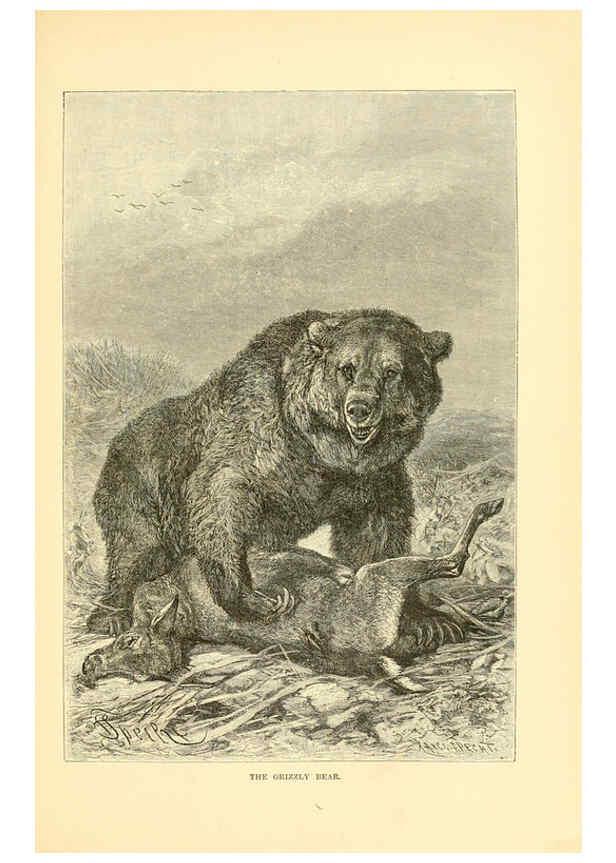 Reproducción/Reproduction 6103905620: The royal natural history. v2. sect.3 London,F. Warne,1893-1896