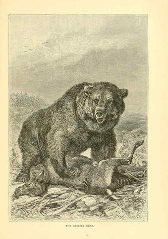 Reproducción/Reproduction 6103905620: The royal natural history. v2. sect.3 London,F. Warne,1893-1896