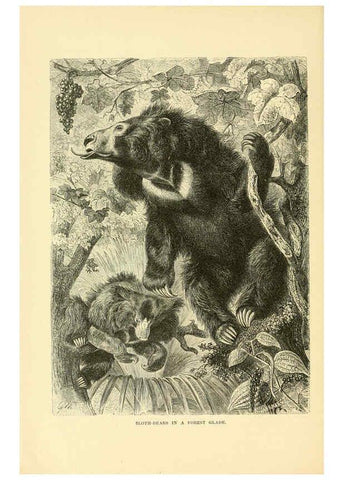 Reproducción/Reproduction 6103905820: The royal natural history. v2. sect.3 London,F. Warne,1893-1896
