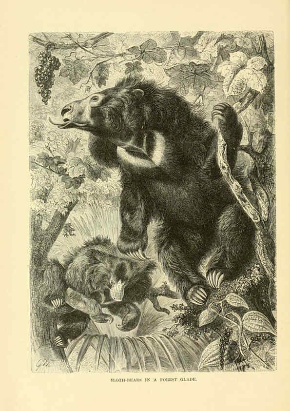 Reproducción/Reproduction 6103905820: The royal natural history. v2. sect.3 London,F. Warne,1893-1896