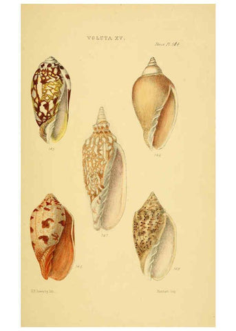 Reproducción/Reproduction 6102863117: Thesaurus conchyliorum, or, Monographs of genera of shells v.5 plates. London :Sowerby ...,1847-1887