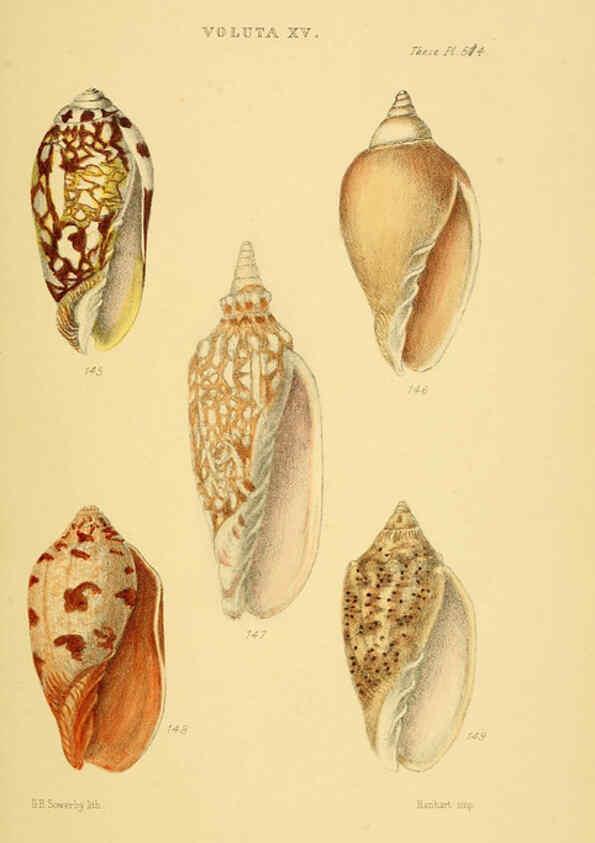 Reproducción/Reproduction 6102863117: Thesaurus conchyliorum, or, Monographs of genera of shells v.5 plates. London :Sowerby ...,1847-1887