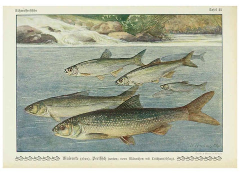 Reproducción/Reproduction 6102605799: Unsere Süßwasserfische Leipzig :Quelle & Meyer,1913
