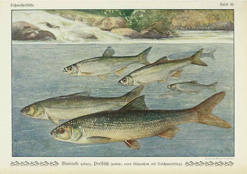 Reproducción/Reproduction 6102605799: Unsere Süßwasserfische Leipzig :Quelle & Meyer,1913