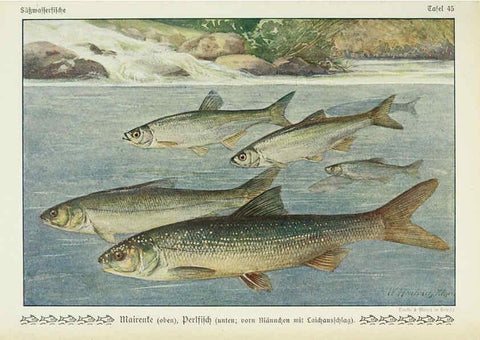 Reproducción/Reproduction 6102605799: Unsere Süßwasserfische Leipzig :Quelle & Meyer,1913