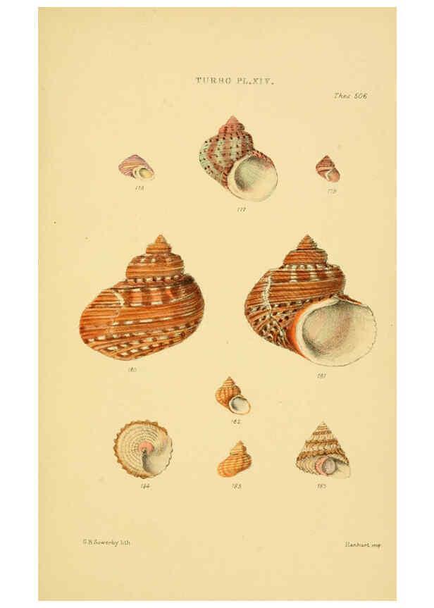 Reproducción/Reproduction 6103407522: Thesaurus conchyliorum, or, Monographs of genera of shells v.5 plates. London :Sowerby ...,1847-1887