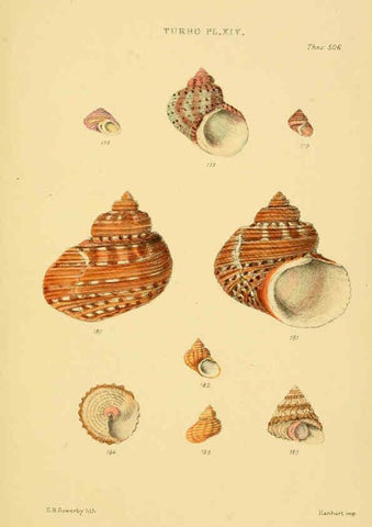 Reproducción/Reproduction 6103407522: Thesaurus conchyliorum, or, Monographs of genera of shells v.5 plates. London :Sowerby ...,1847-1887