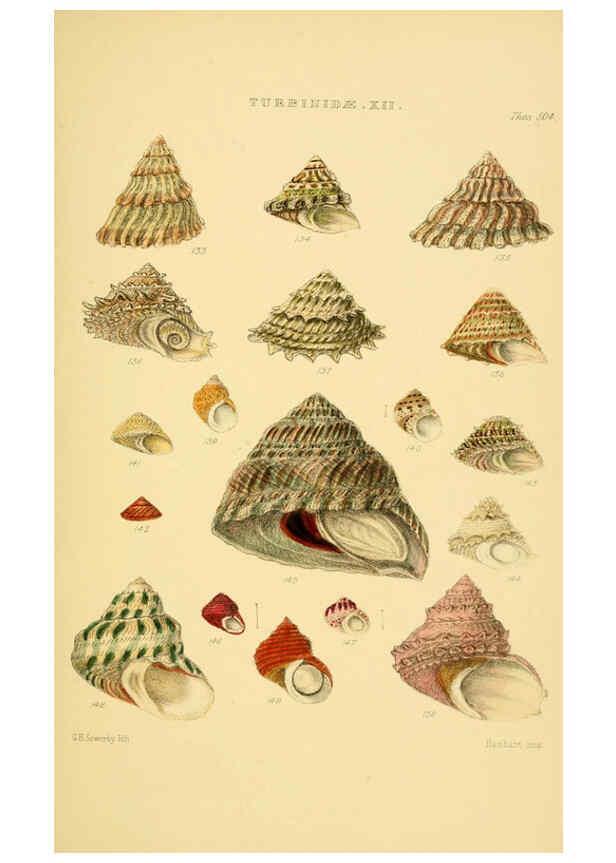 Reproducción/Reproduction 6102860741: Thesaurus conchyliorum, or, Monographs of genera of shells v.5 plates. London :Sowerby ...,1847-1887