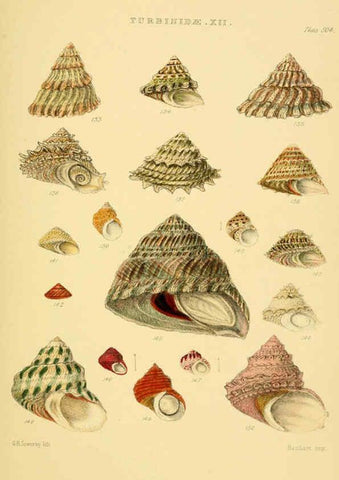Reproducción/Reproduction 6102860741: Thesaurus conchyliorum, or, Monographs of genera of shells v.5 plates. London :Sowerby ...,1847-1887