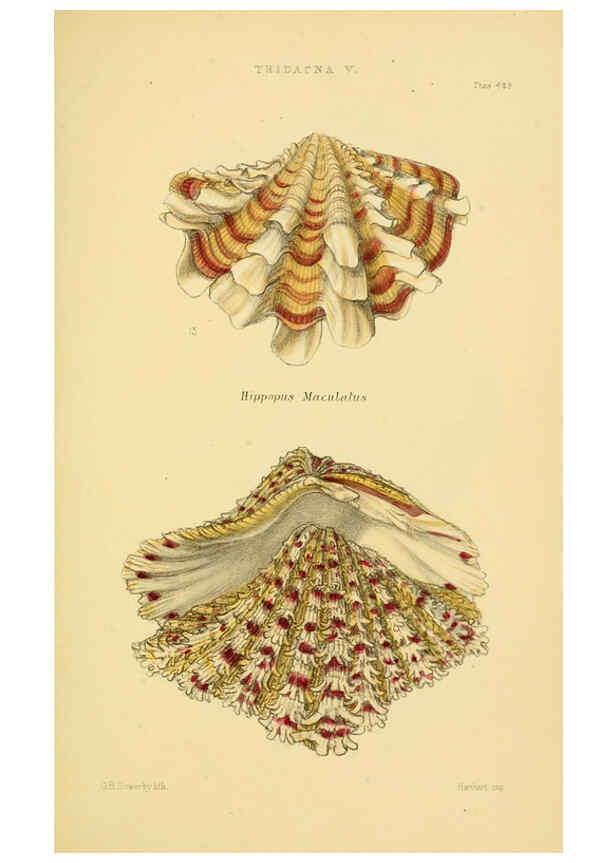 Reproducción/Reproduction 6102857303: Thesaurus conchyliorum, or, Monographs of genera of shells v.5 plates. London :Sowerby ...,1847-1887