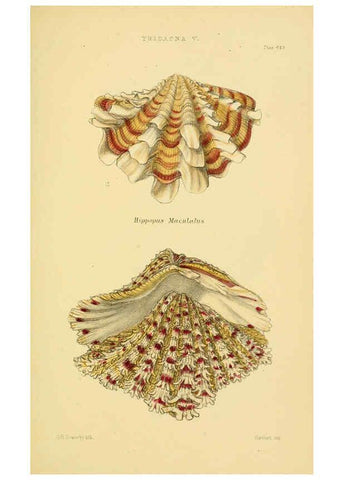 Reproducción/Reproduction 6102857303: Thesaurus conchyliorum, or, Monographs of genera of shells v.5 plates. London :Sowerby ...,1847-1887