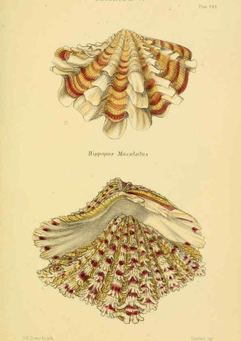 Reproducción/Reproduction 6102857303: Thesaurus conchyliorum, or, Monographs of genera of shells v.5 plates. London :Sowerby ...,1847-1887