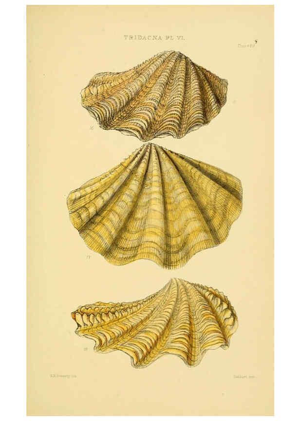 Reproducción/Reproduction 6103403830: Thesaurus conchyliorum, or, Monographs of genera of shells v.5 plates. London :Sowerby ...,1847-1887