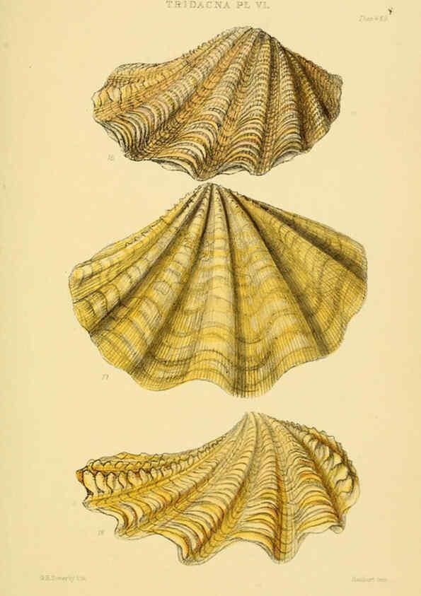 Reproducción/Reproduction 6103403830: Thesaurus conchyliorum, or, Monographs of genera of shells v.5 plates. London :Sowerby ...,1847-1887
