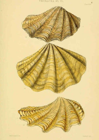 Reproducción/Reproduction 6103403830: Thesaurus conchyliorum, or, Monographs of genera of shells v.5 plates. London :Sowerby ...,1847-1887