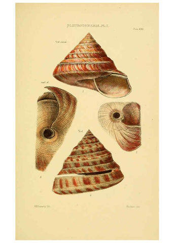 Reproducción/Reproduction 6103404002: Thesaurus conchyliorum, or, Monographs of genera of shells v.5 plates. London :Sowerby ...,1847-1887