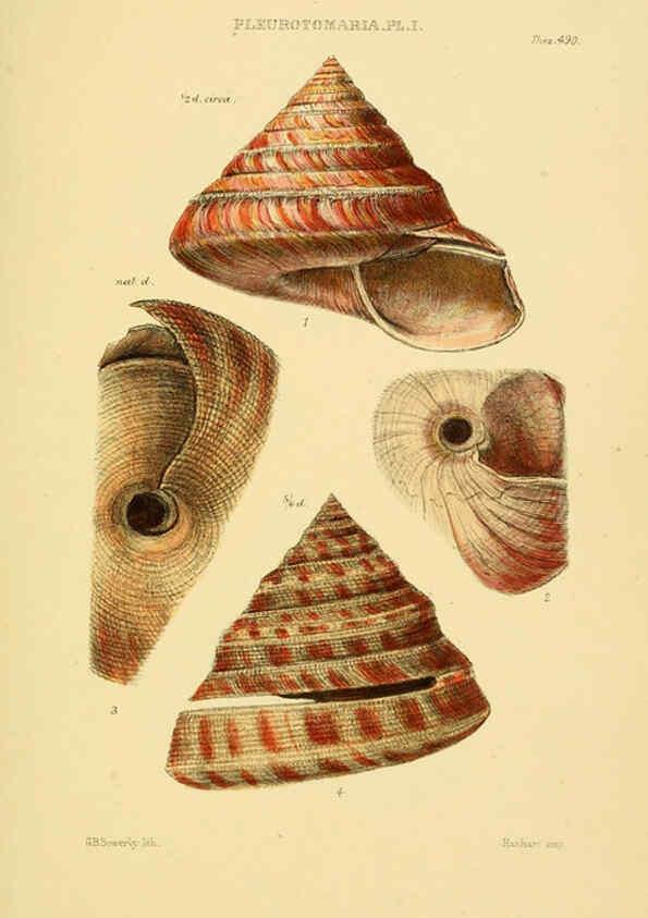 Reproducción/Reproduction 6103404002: Thesaurus conchyliorum, or, Monographs of genera of shells v.5 plates. London :Sowerby ...,1847-1887
