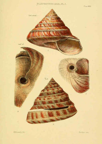 Reproducción/Reproduction 6103404002: Thesaurus conchyliorum, or, Monographs of genera of shells v.5 plates. London :Sowerby ...,1847-1887