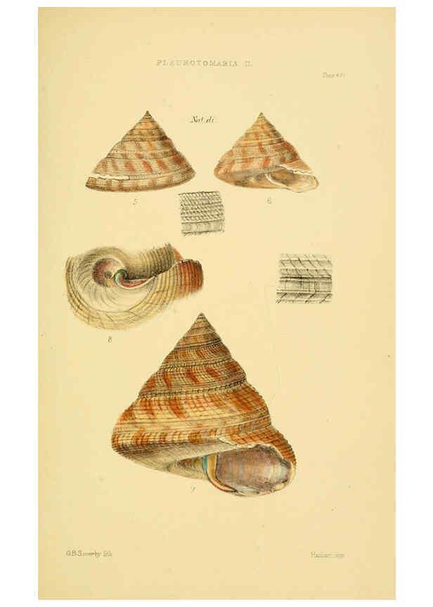 Reproducción/Reproduction 6102857877: Thesaurus conchyliorum, or, Monographs of genera of shells v.5 plates. London :Sowerby ...,1847-1887