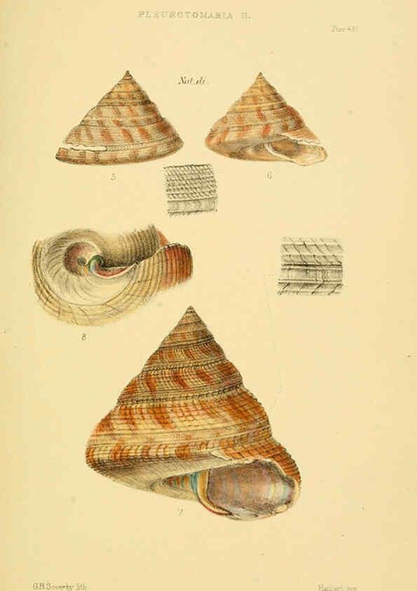 Reproducción/Reproduction 6102857877: Thesaurus conchyliorum, or, Monographs of genera of shells v.5 plates. London :Sowerby ...,1847-1887