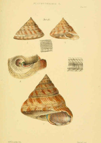 Reproducción/Reproduction 6102857877: Thesaurus conchyliorum, or, Monographs of genera of shells v.5 plates. London :Sowerby ...,1847-1887
