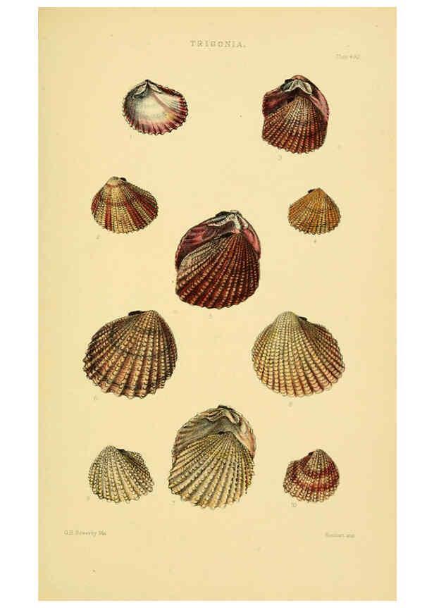 Reproducción/Reproduction 6103404440: Thesaurus conchyliorum, or, Monographs of genera of shells v.5 plates. London :Sowerby ...,1847-1887