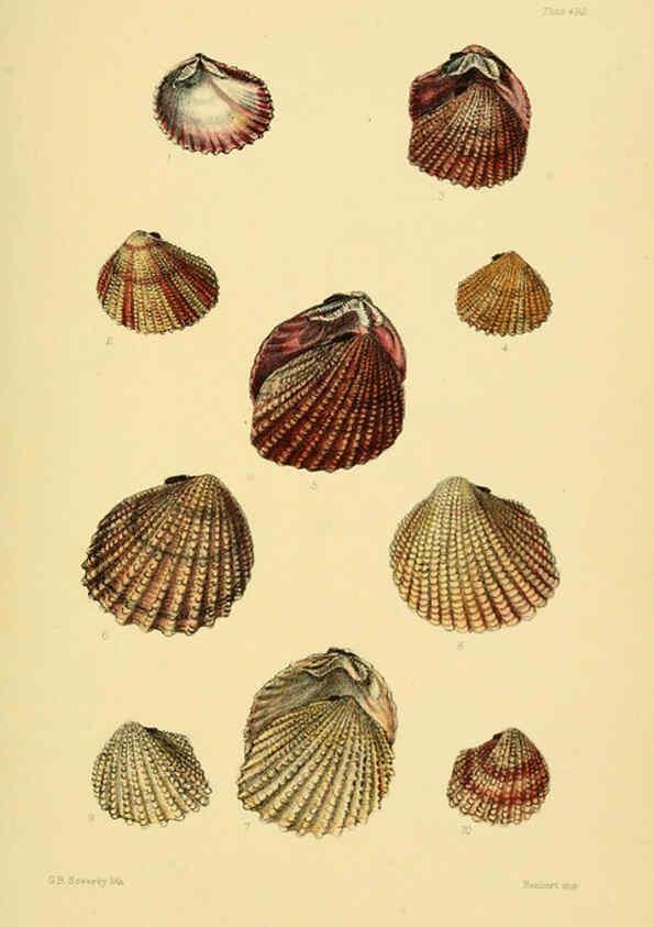 Reproducción/Reproduction 6103404440: Thesaurus conchyliorum, or, Monographs of genera of shells v.5 plates. London :Sowerby ...,1847-1887